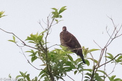 Patagioenas speciosa