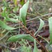 Persoonia sericea - Photo (c) Scott W. Gavins, some rights reserved (CC BY-NC), uploaded by Scott W. Gavins