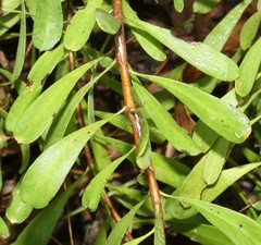Persoonia sericea