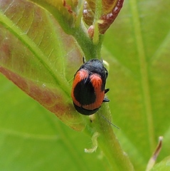 Cryptocephalus notatus