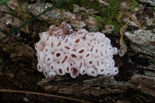 Microstoma aggregatum