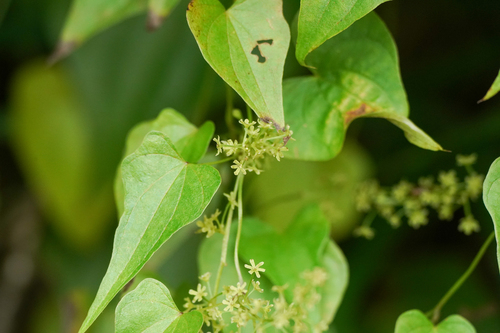 Image of Dioscorea tenuipes by (c) WATANABE Hitoshi 渡辺仁, some rights reserved (CC BY)