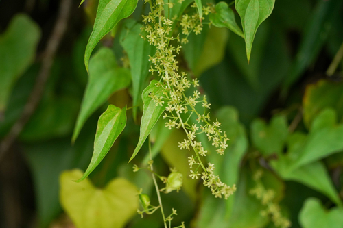 Image of Dioscorea tenuipes by (c) WATANABE Hitoshi 渡辺仁, some rights reserved (CC BY)