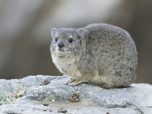 Northeastern Rock Hyrax