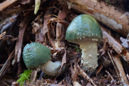 Stropharia aeruginosa