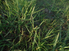 Paspalum