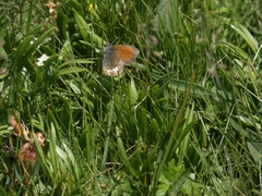 Coenonympha gardetta