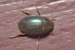Hydrochara