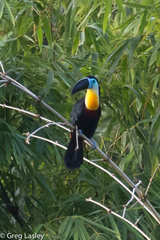 Ramphastos vitellinus