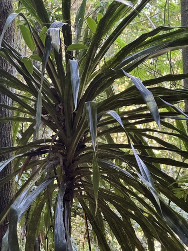 Dracaena xiphophylla, photograph 5