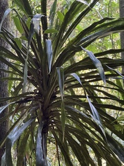 Dracaena xiphophylla, photograph (c) chrisdt, some rights reserved (CC BY)