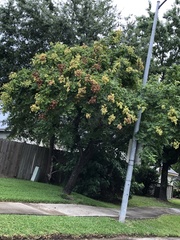 Koelreuteria paniculata