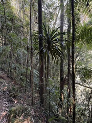 Dracaena xiphophylla, photograph (c) chrisdt, some rights reserved (CC BY)
