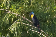 Ramphastos vitellinus