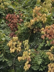 Koelreuteria paniculata