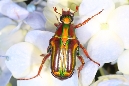 Pygora lenocinia
