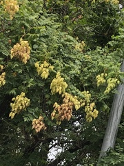 Koelreuteria paniculata