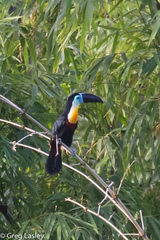 Ramphastos vitellinus