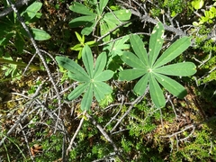 Lupinus arcticus