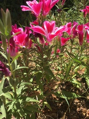 Clarkia amoena