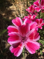 Clarkia amoena