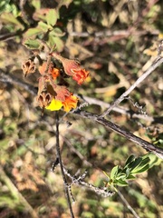 Hermannia multiflora, photograph (c) Caroline Voget, some rights reserved (CC BY)