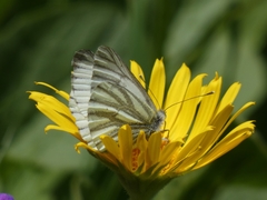 Pieris bryoniae