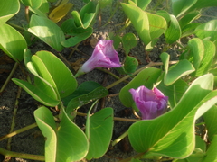 Ipomoea pes-caprae