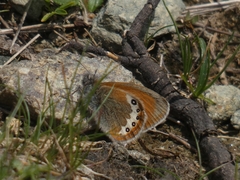 Coenonympha gardetta