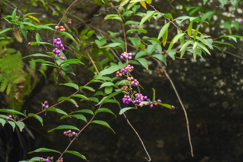 Callicarpa dichotoma