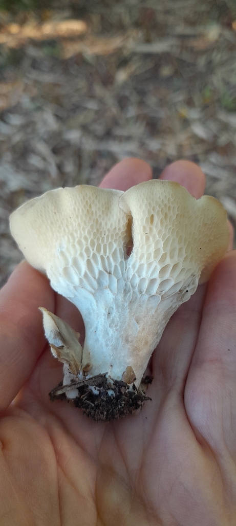 Favolus tessellatus · October 2024 · photo: © rafaperazzolo (iNaturalist, cc-by)
