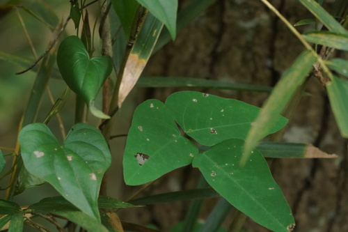 Image of Bijindo Bean (Dumasia truncata) by (c) WATANABE Hitoshi 渡辺仁, some rights reserved (CC BY)