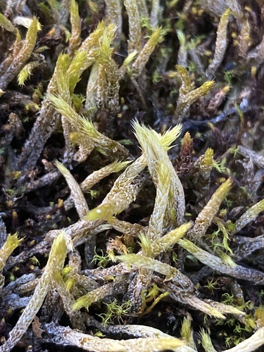 Brachythecium turgidum, 2024-10-16