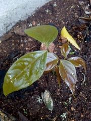Magnoliopsida