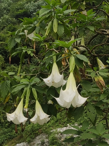 Image of Night Bells (Brugmansia suaveolens) by (c) Peter Andersen, some rights reserved (CC BY)