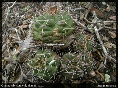 Gymnocalycium chiquitanum