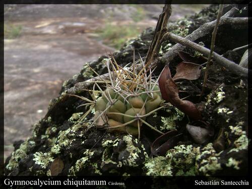 Gymnocalycium chiquitanum