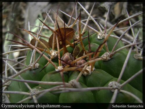 Gymnocalycium chiquitanum