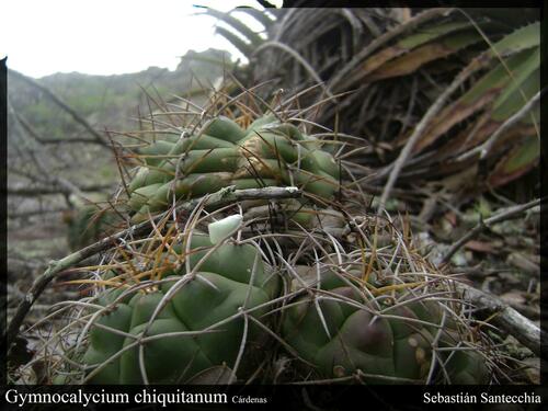 Gymnocalycium chiquitanum