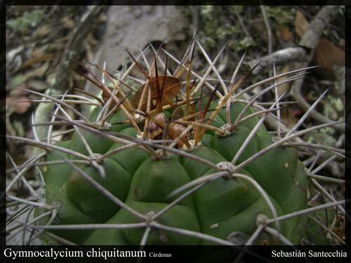 Gymnocalycium chiquitanum