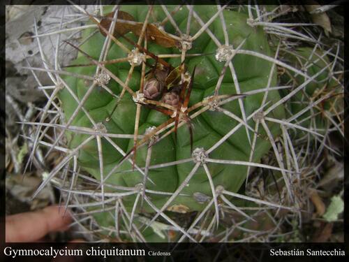 Gymnocalycium chiquitanum