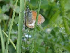 Coenonympha gardetta