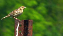 Ammodramus savannarum pratensis