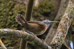 Pheugopedius rutilus