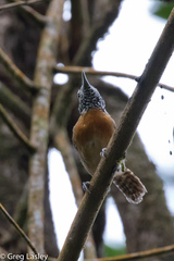 Pheugopedius rutilus