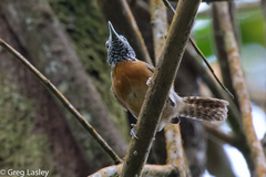 Pheugopedius rutilus