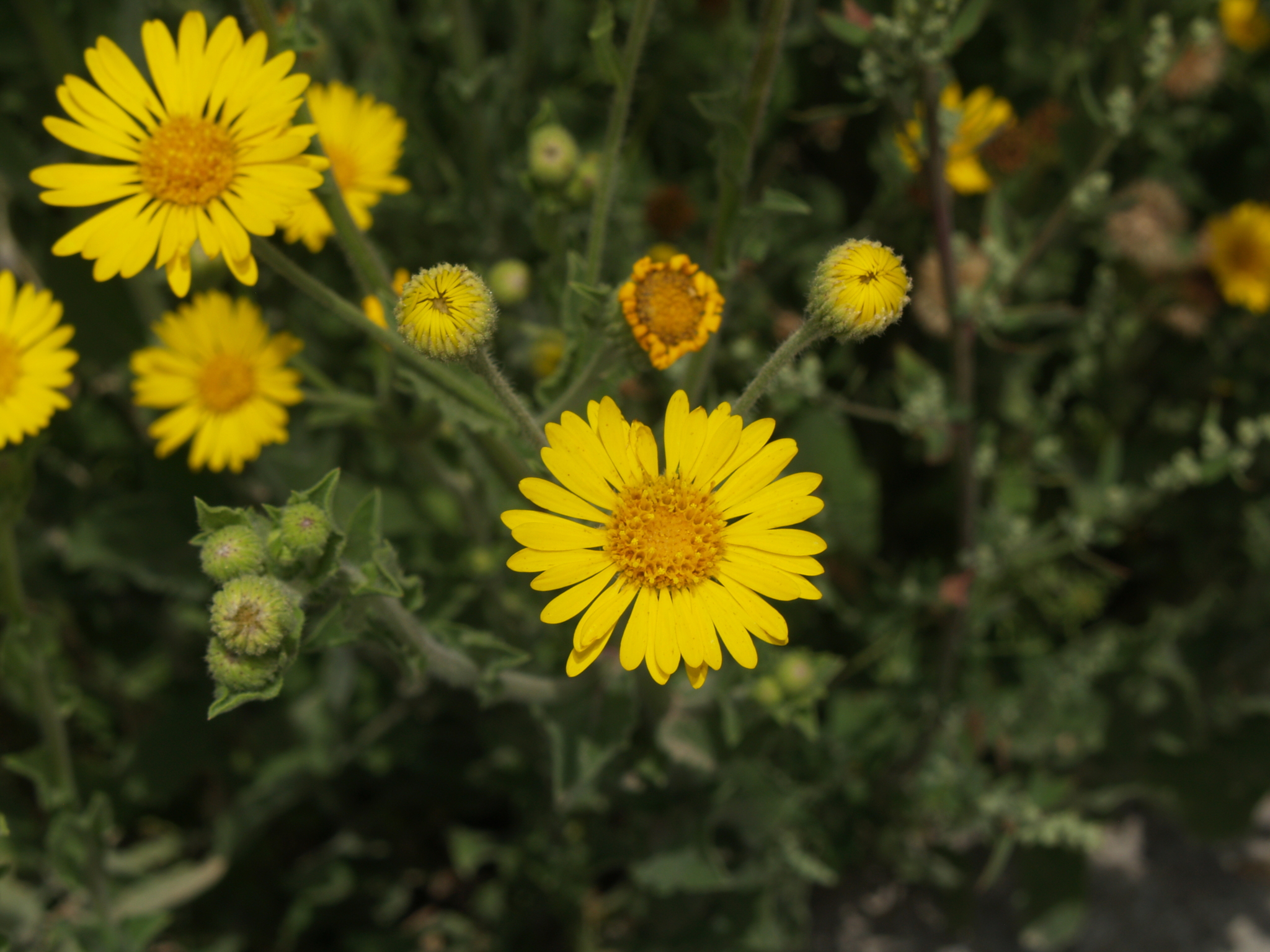 Heterotheca inuloides
