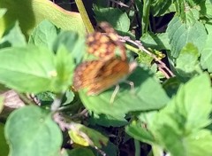 Phyciodes graphica