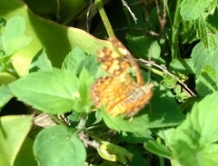 Phyciodes graphica