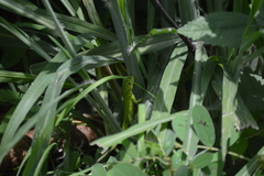 Ctenosaura acanthura